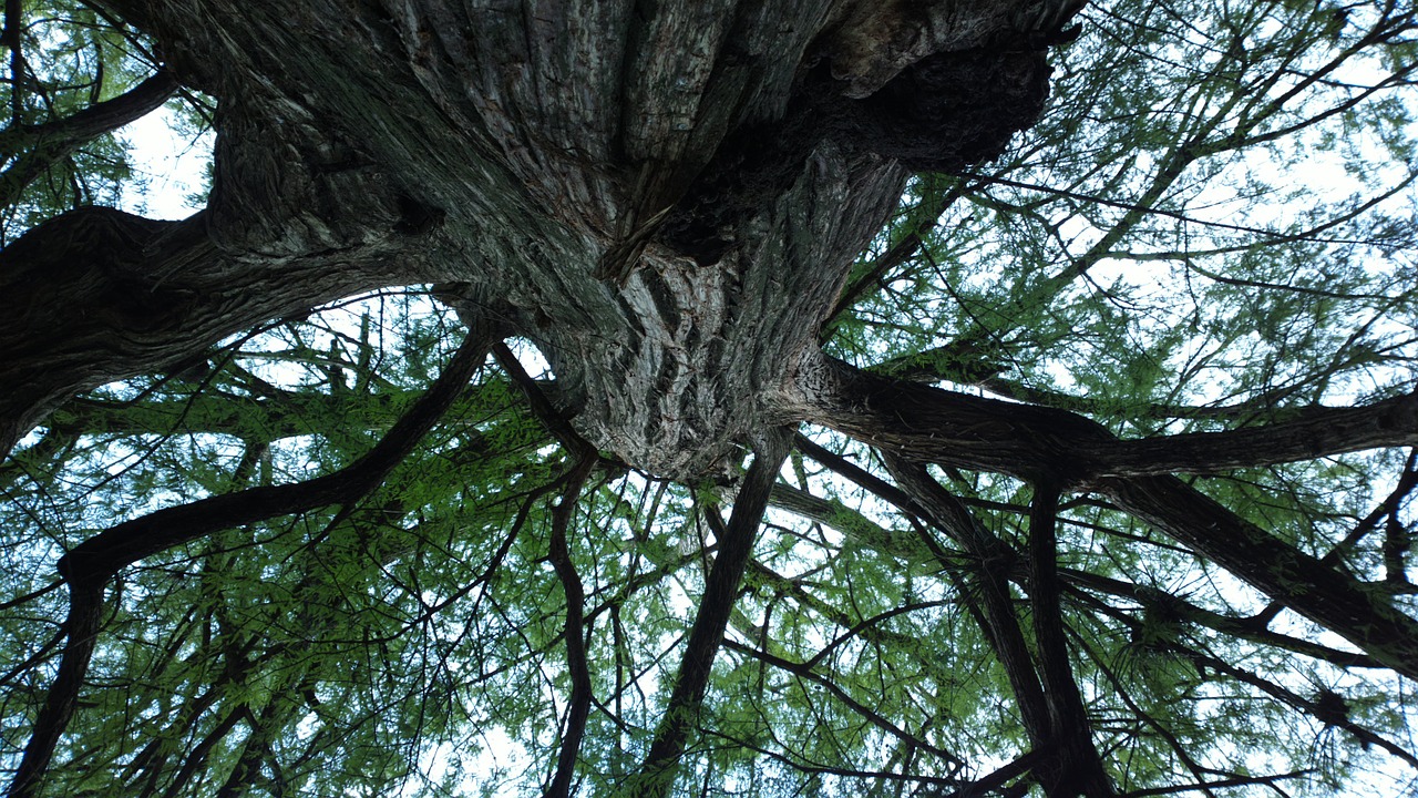 nature branch tree free photo