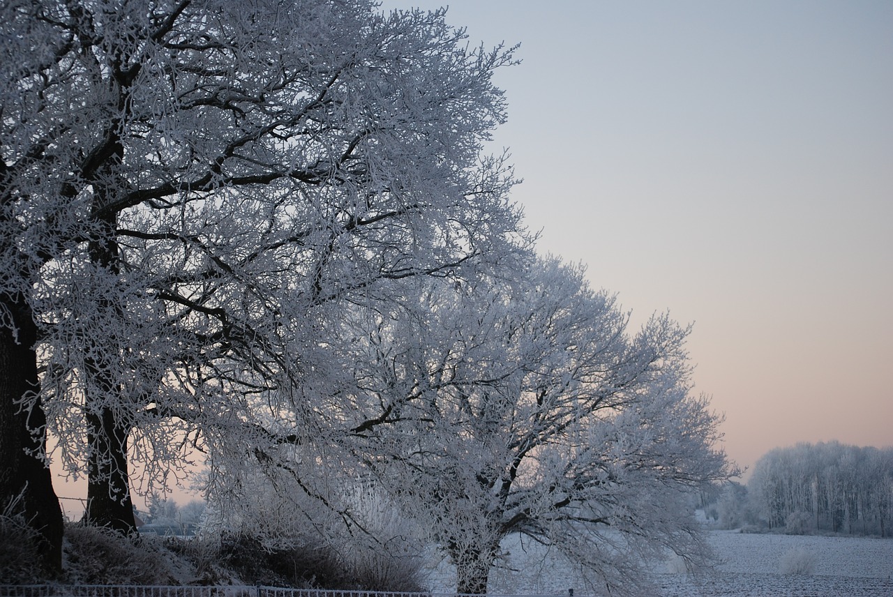 nature ice tree free photo