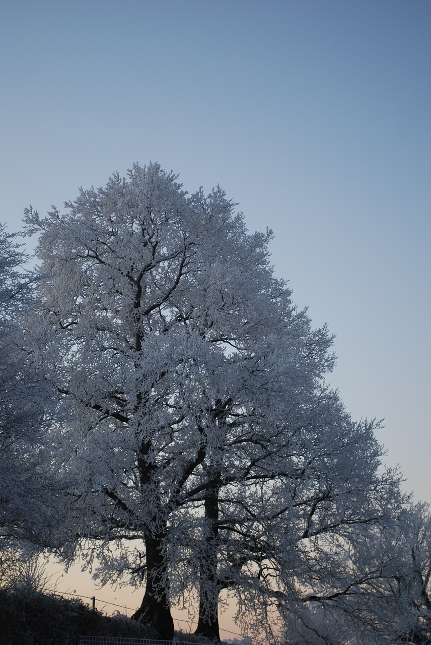 nature ice tree free photo