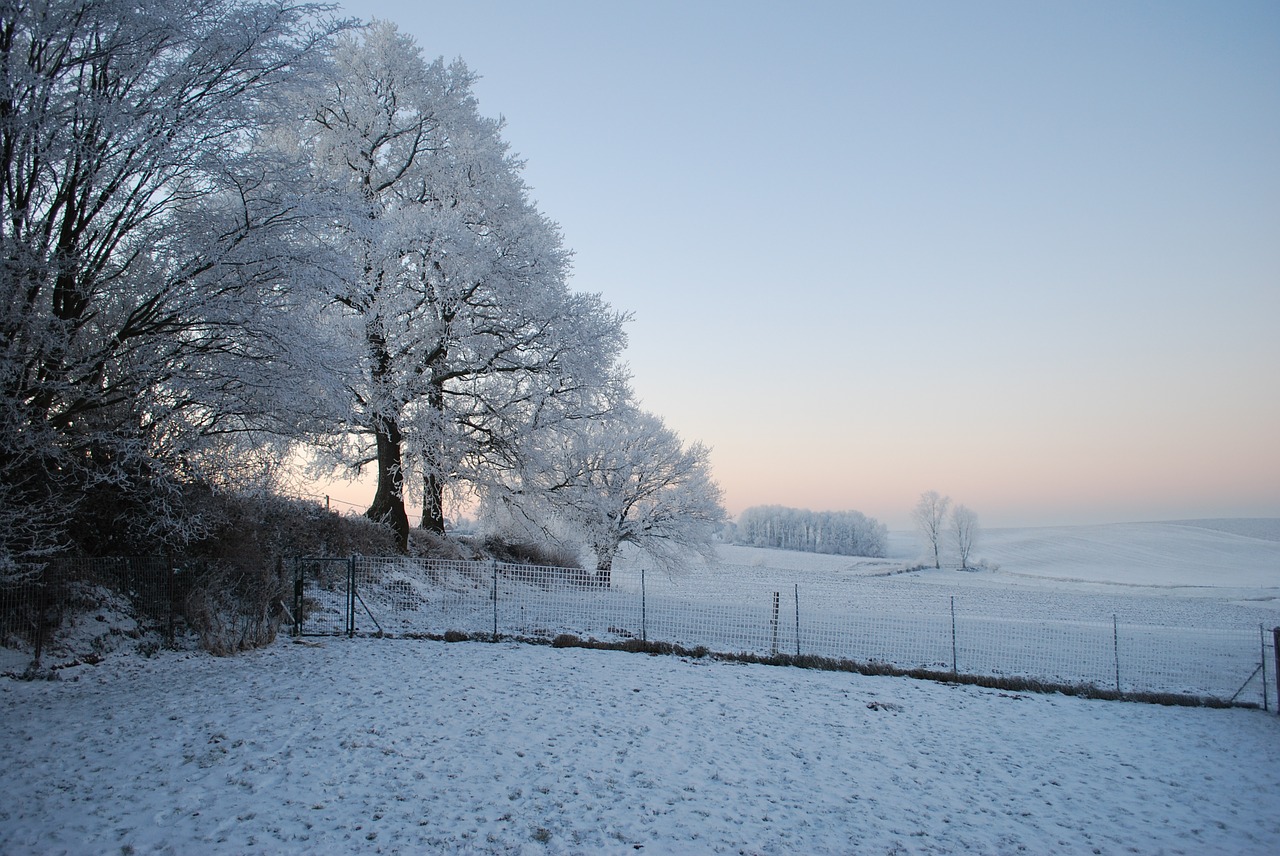 nature ice tree free photo