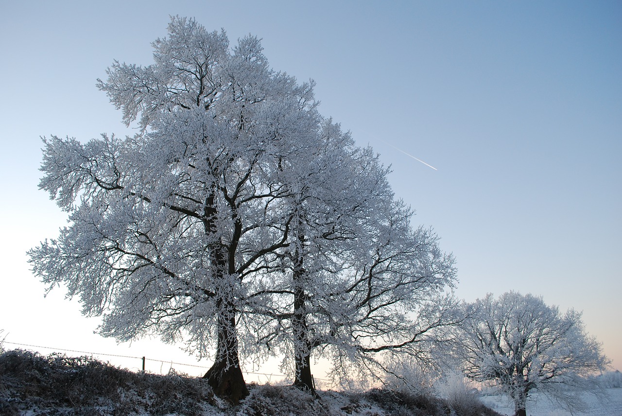 nature ice tree free photo