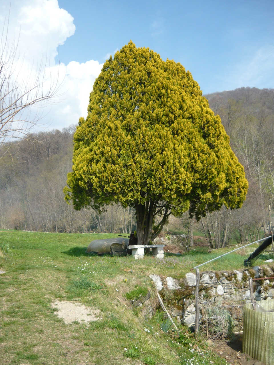 nature wood mountain free photo