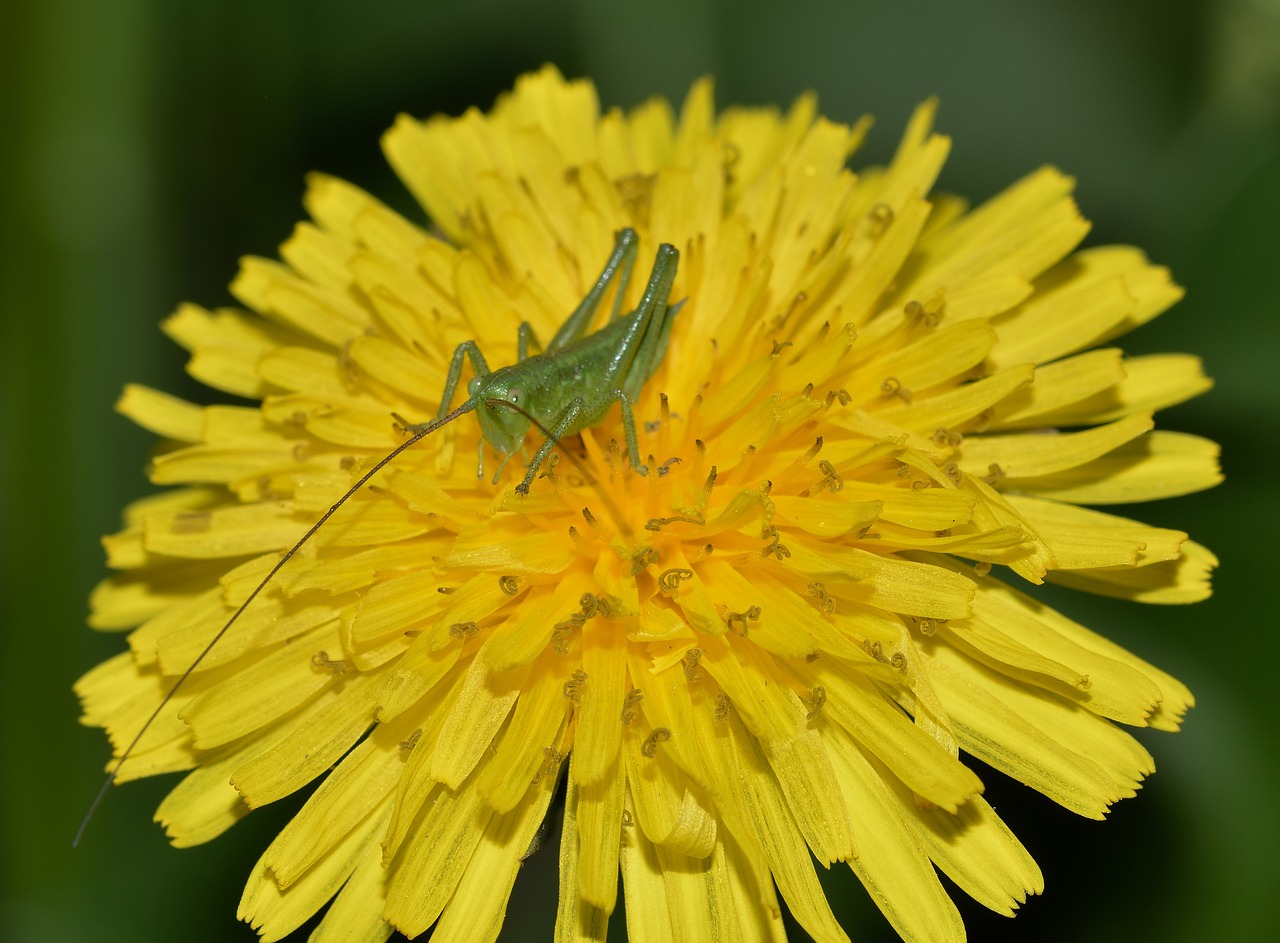 nature insects grasshoppers free photo