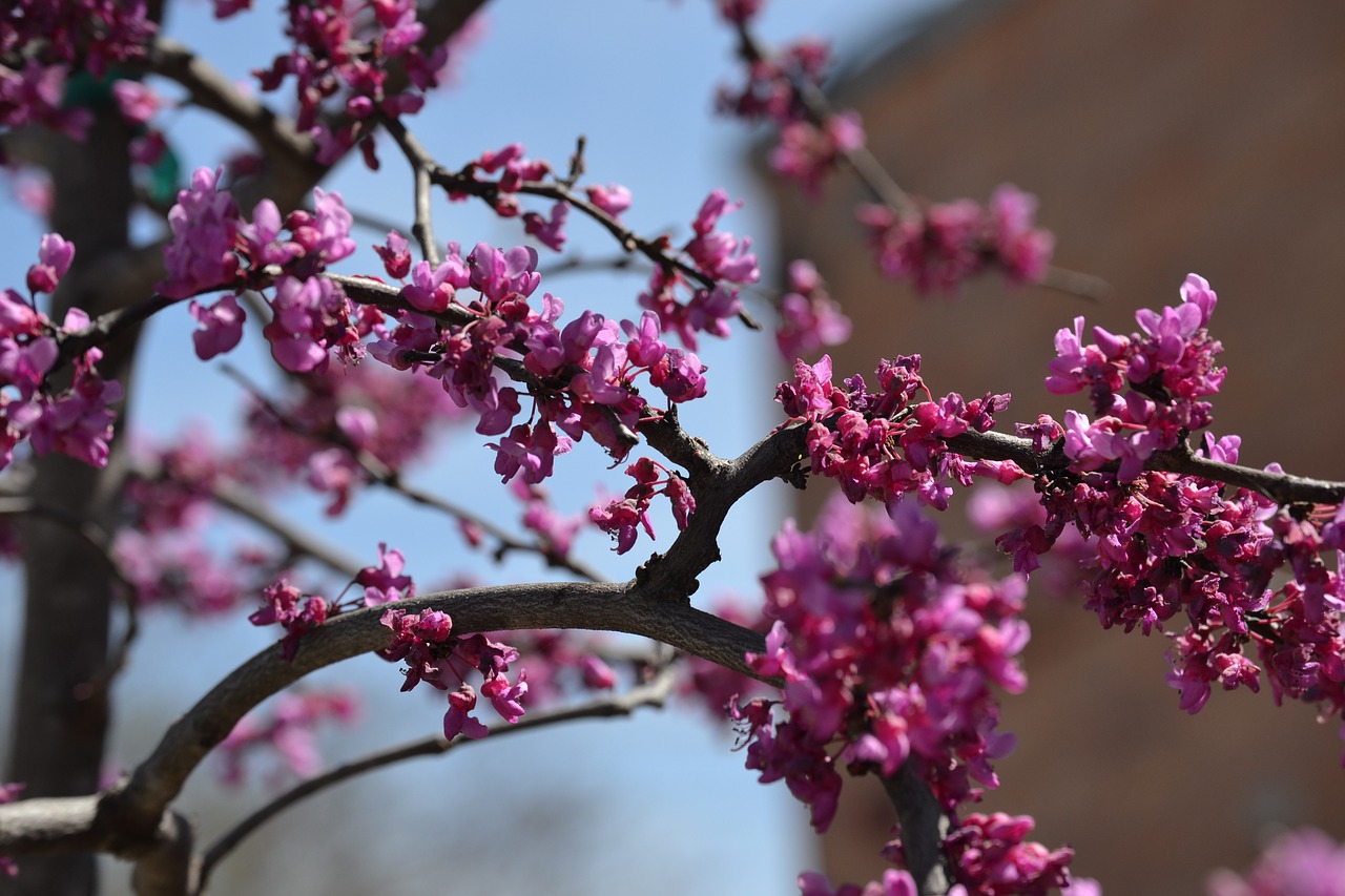 nature spring bloom free photo