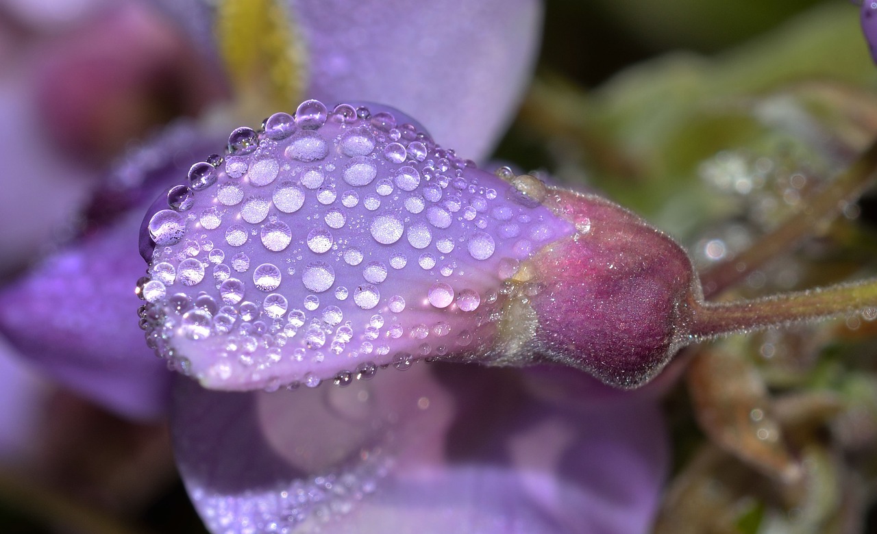 nature flower wisteria free photo