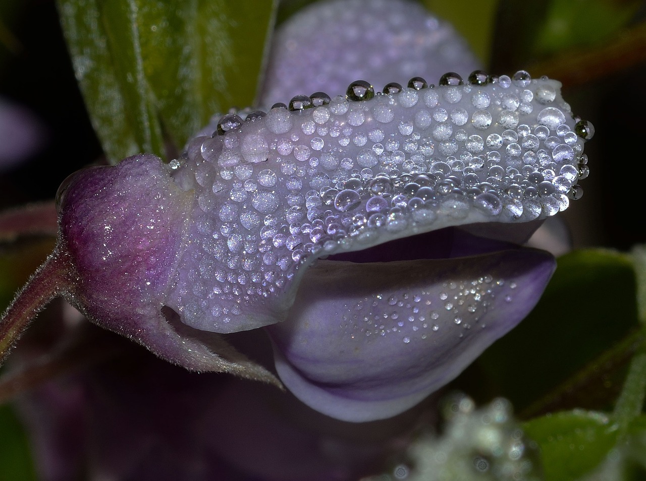 nature flower bud free photo