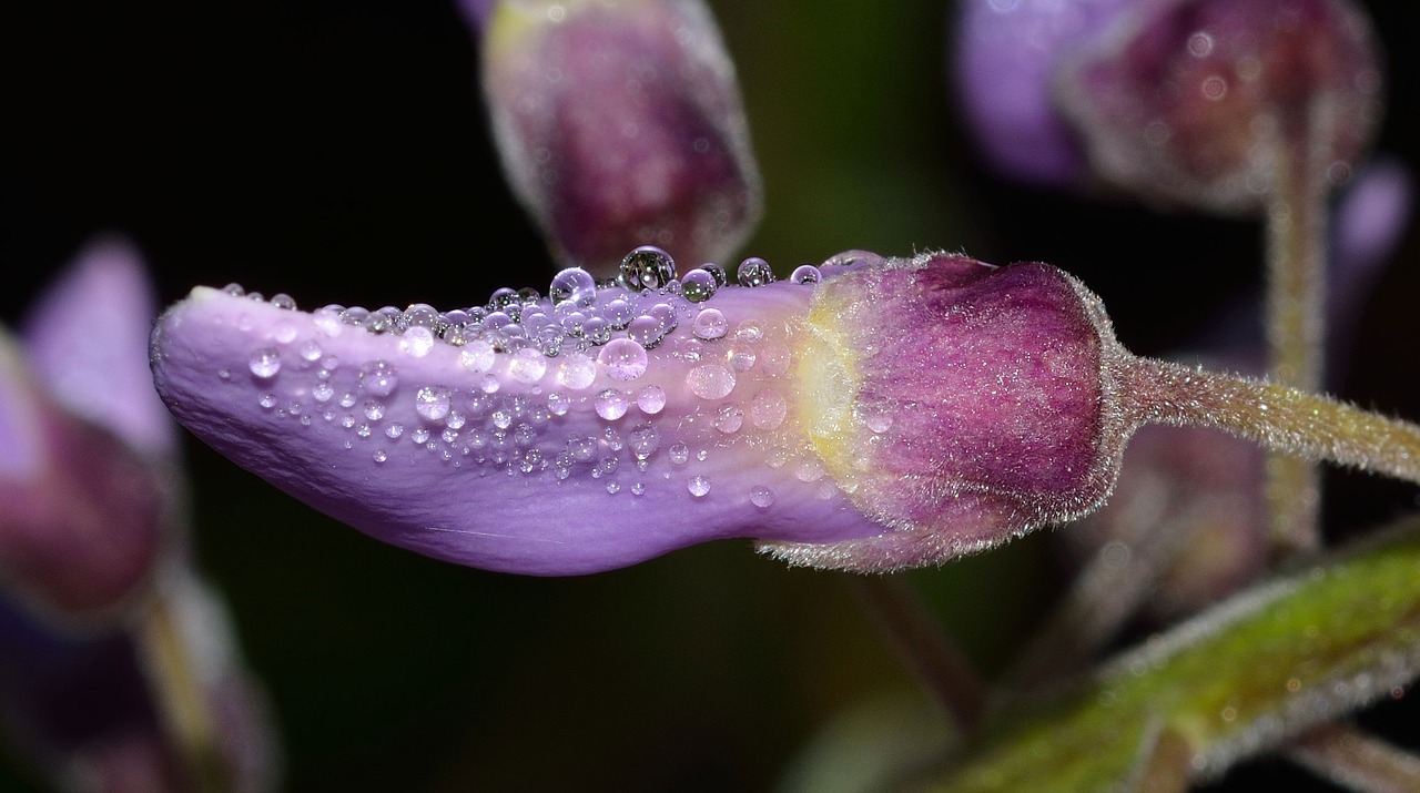 nature flower bud free photo