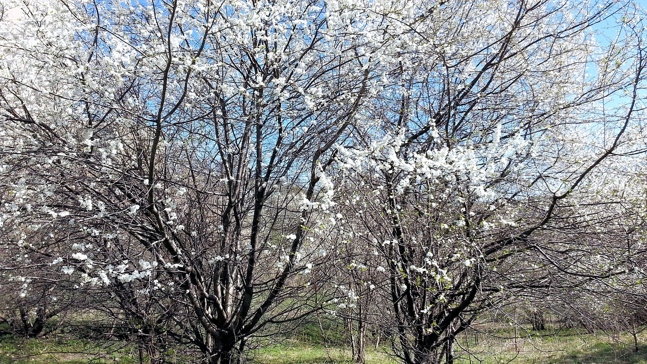 nature spring trees free photo