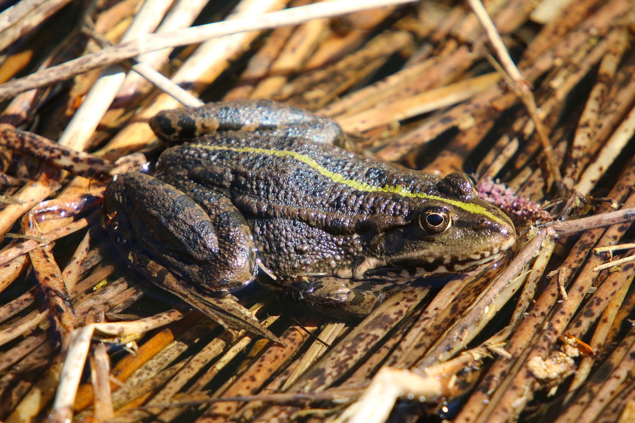 nature reptile frog free photo