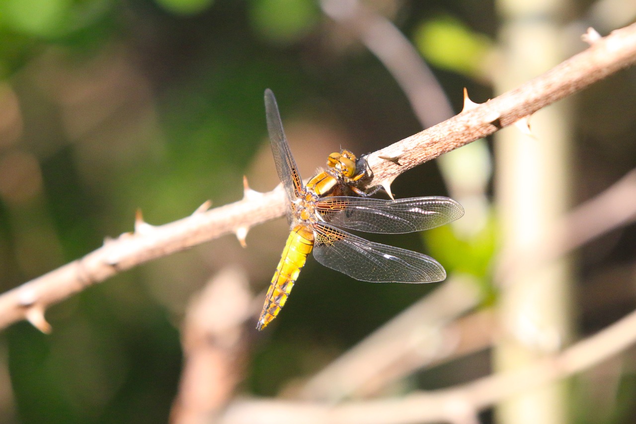 nature dragonfly sun free photo