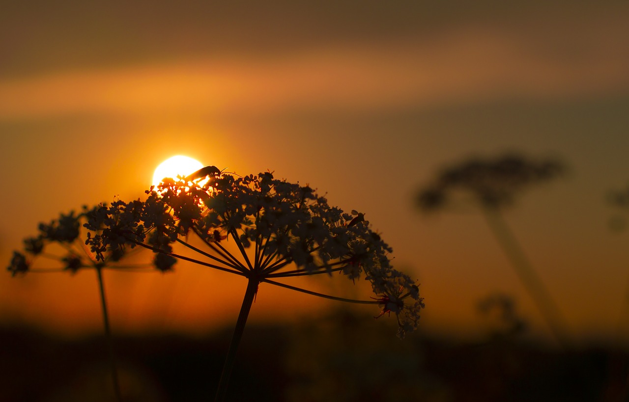 nature plant blossom free photo