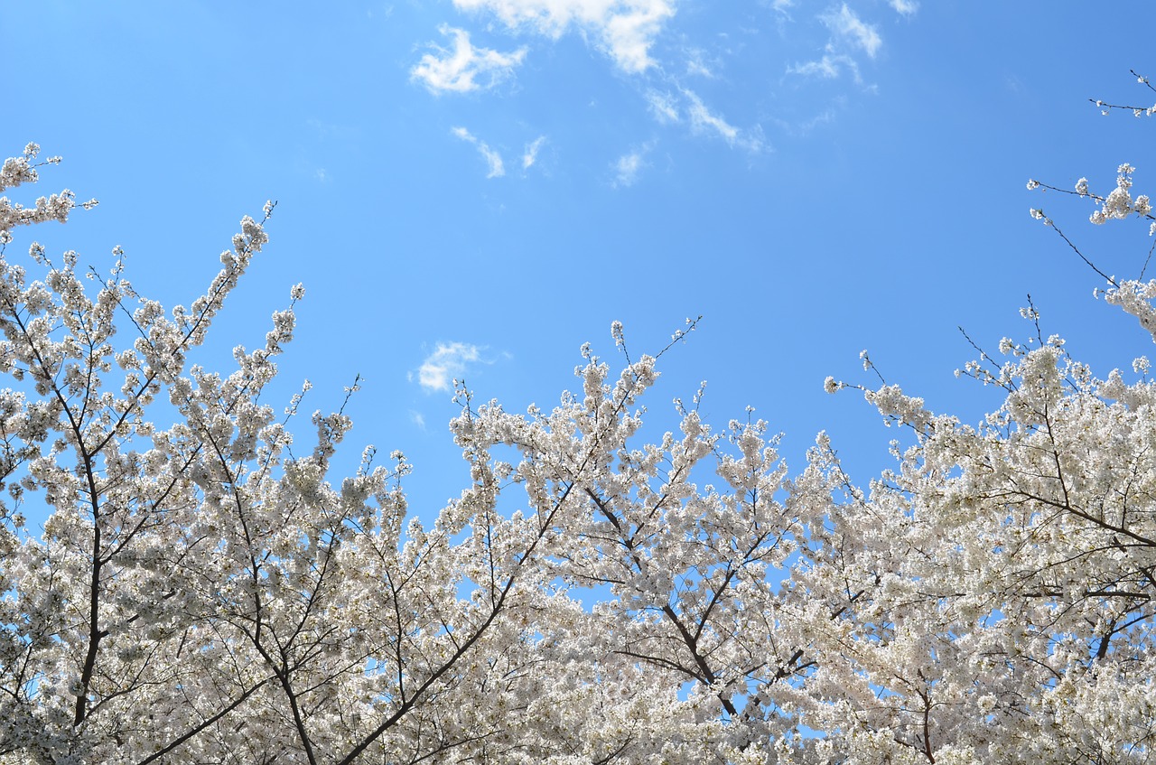 nature plant trees free photo