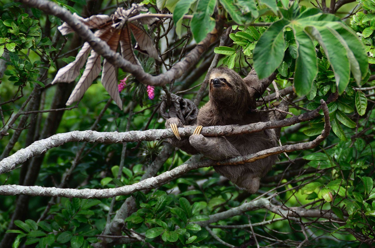nature animal sloth free photo
