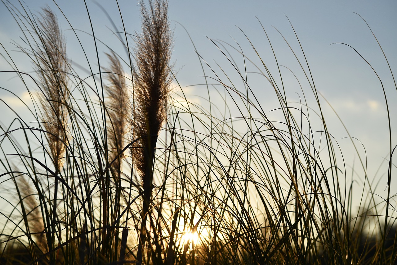 nature plants grass free photo