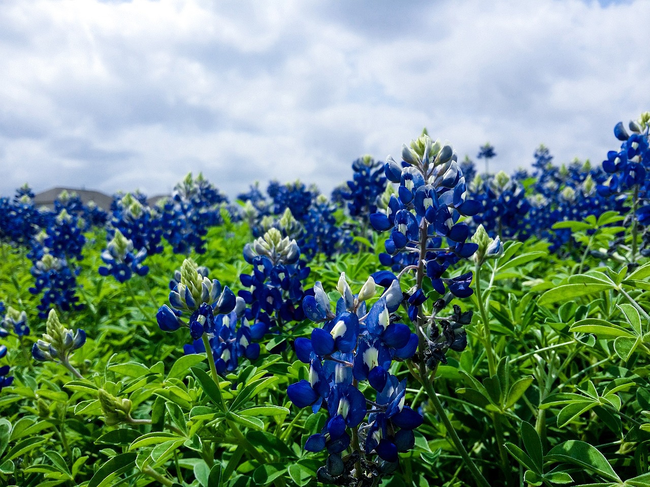 nature plant flower free photo