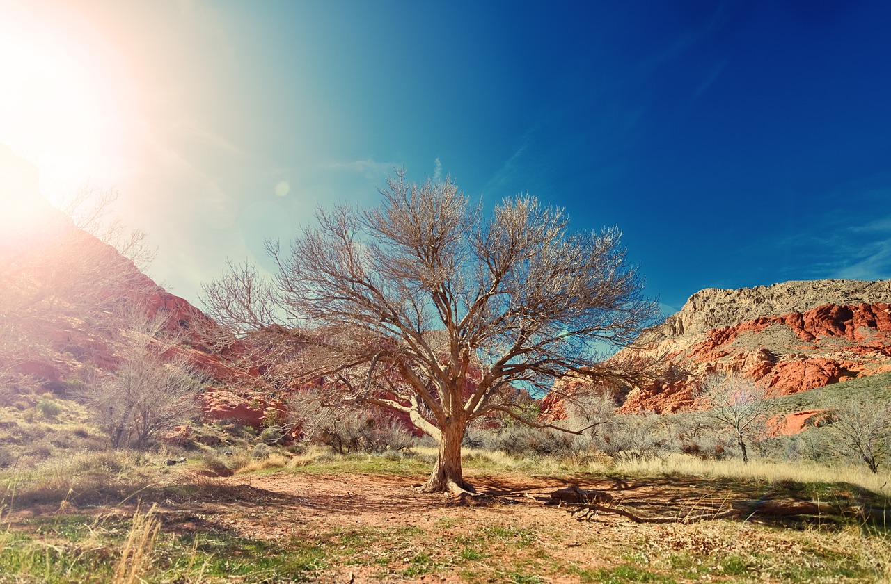 nature tree national free photo