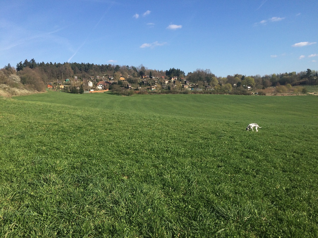 nature meadow grass free photo