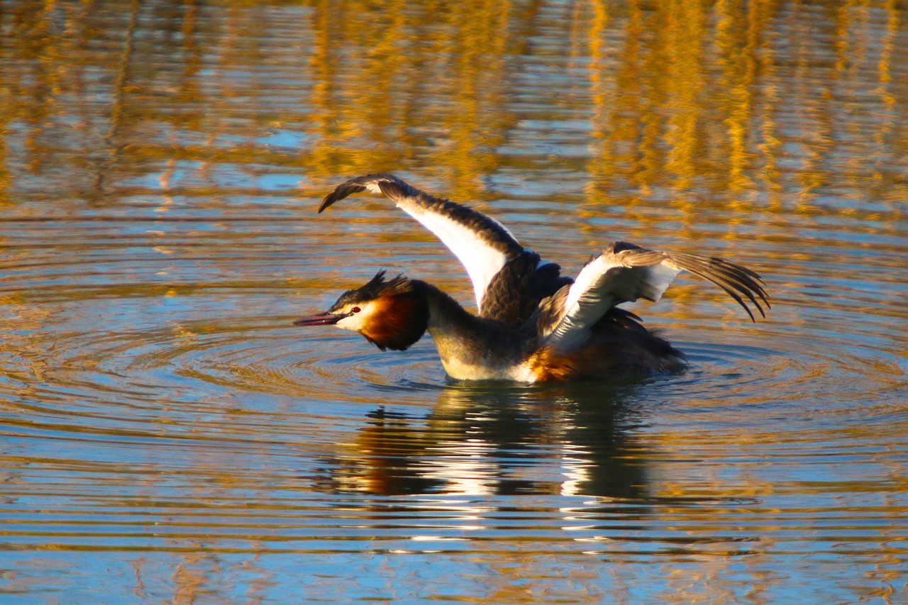 nature water bird great crested grebe free photo