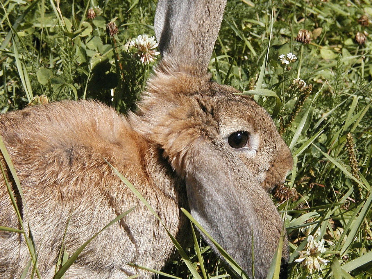 nature rabbit bunny free photo