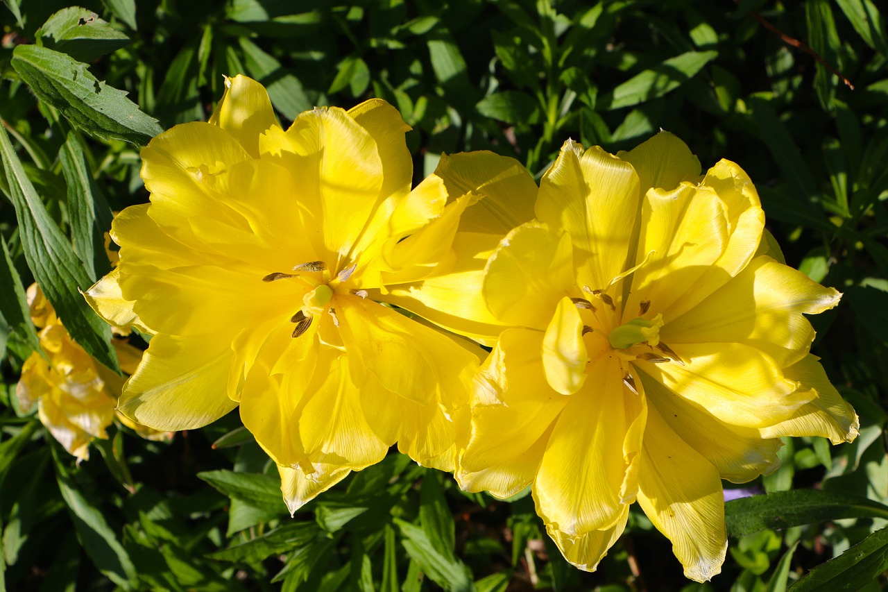 nature plant flowers free photo