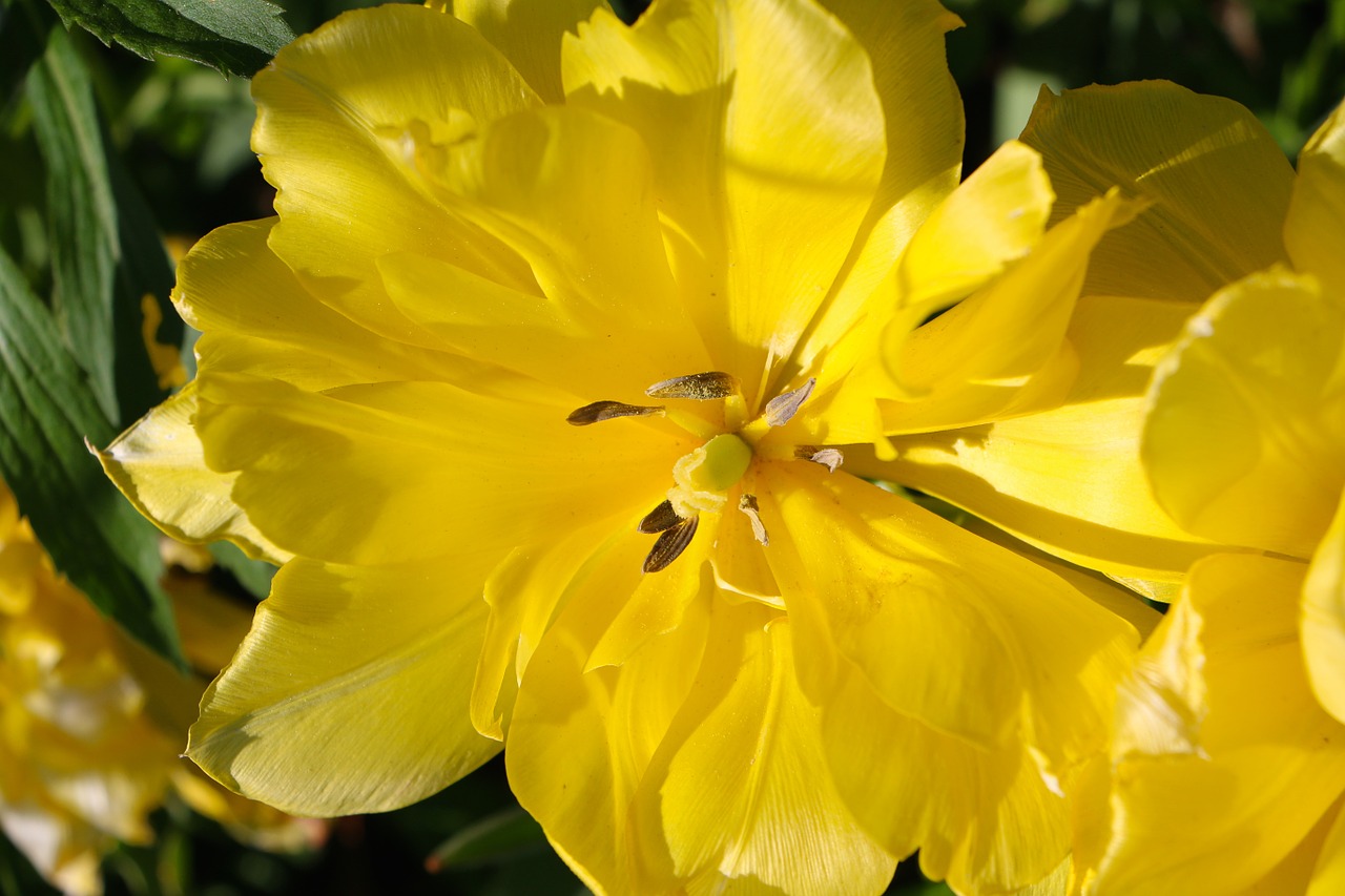 nature plant flowers free photo