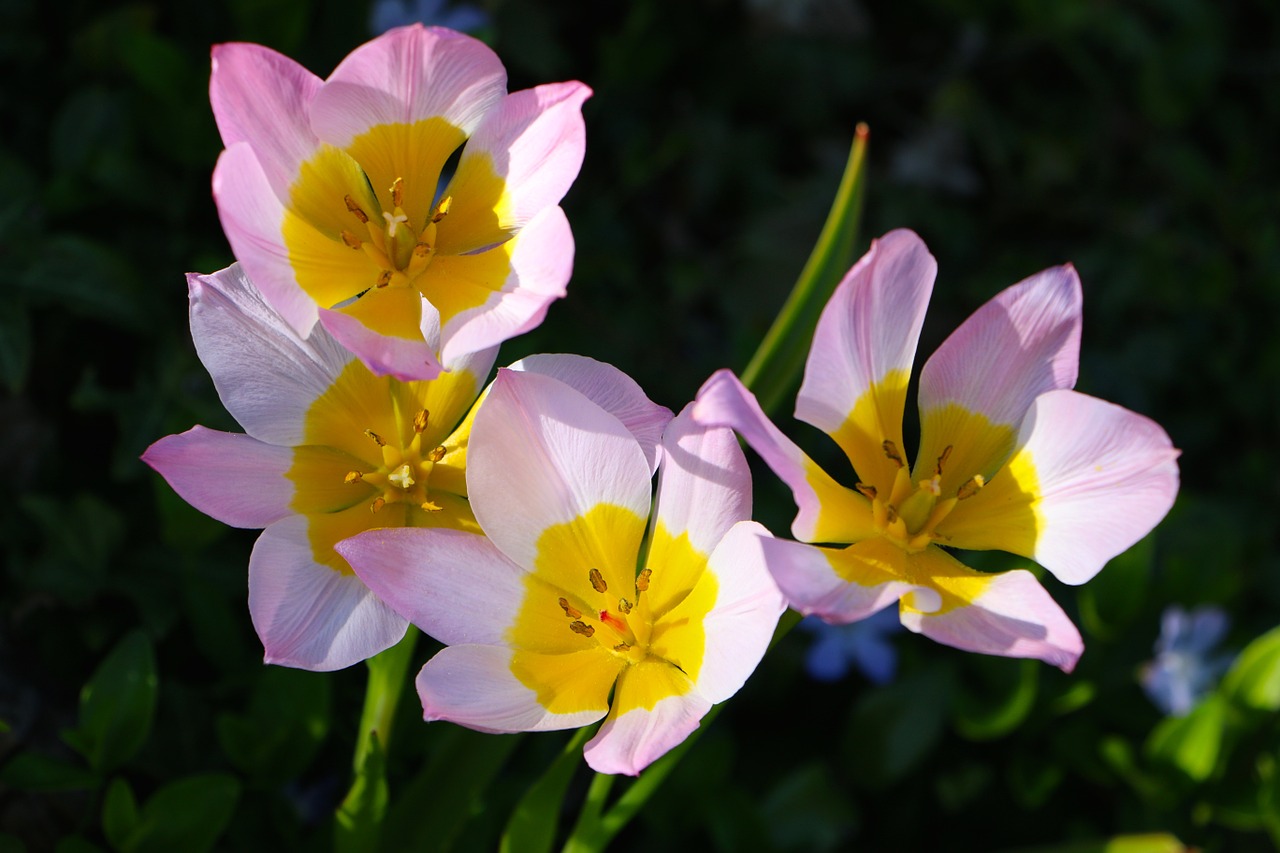 nature plant flowers free photo