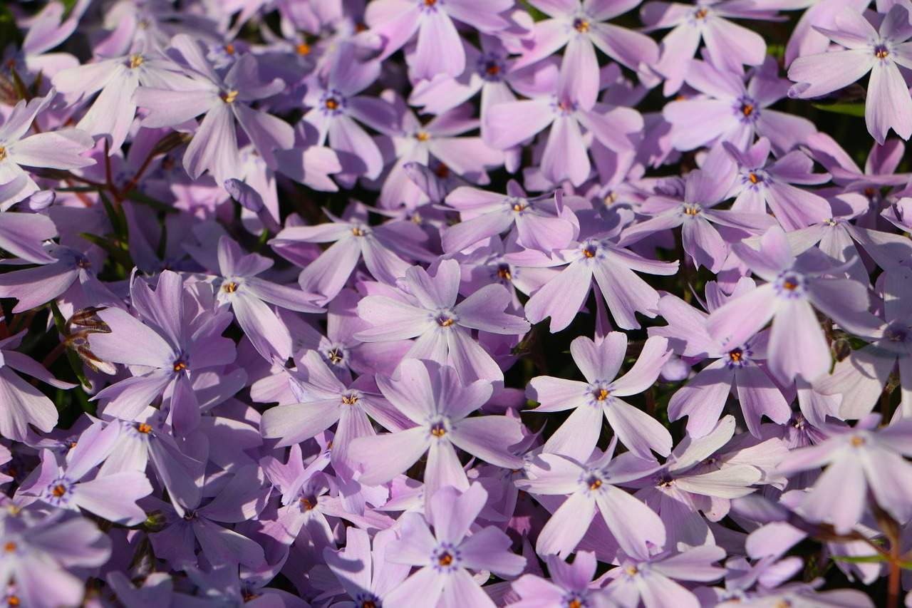 nature plant flowers free photo