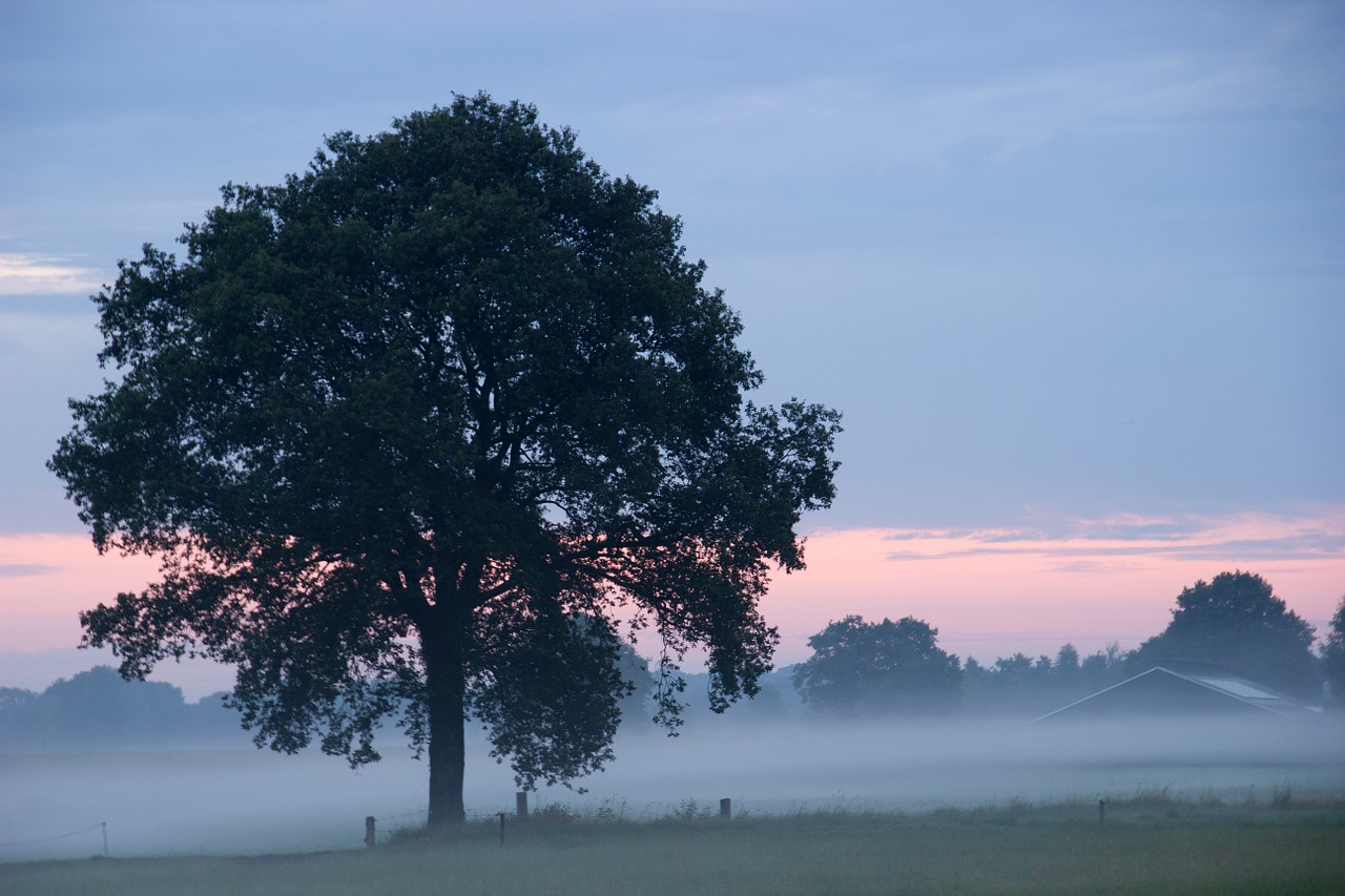 nature accelerating fog landscape free photo