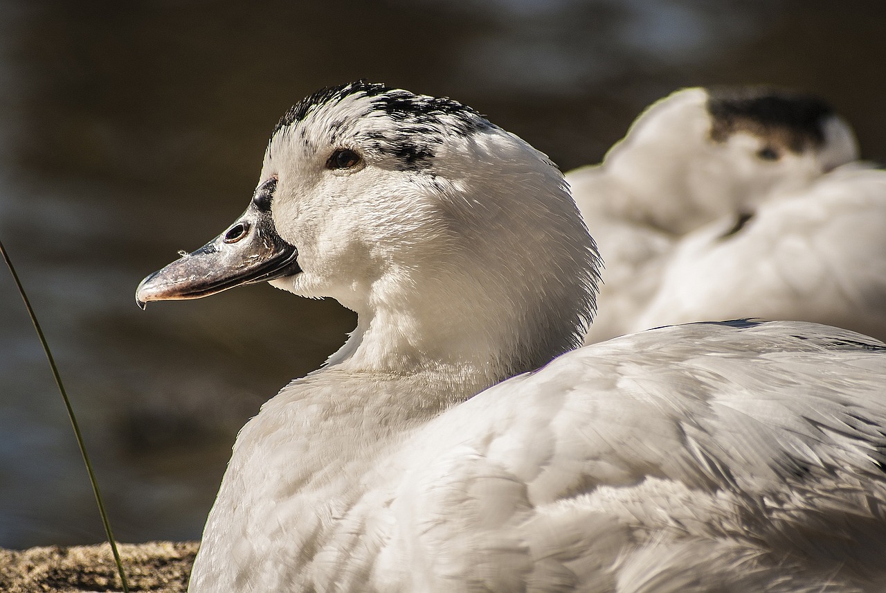 nature animal water animal free photo