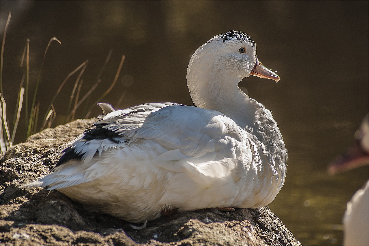 nature animal feathers free photo