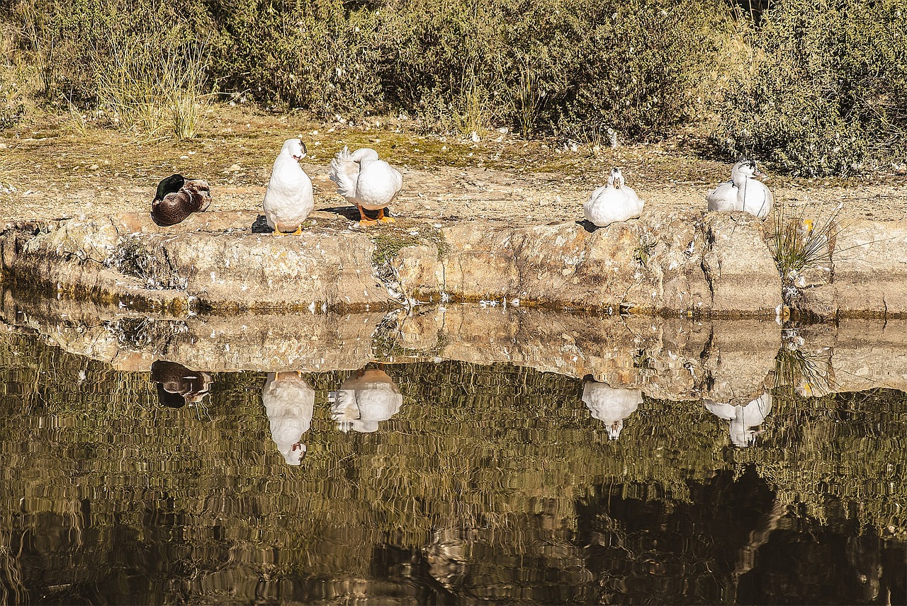 nature lake animal world free photo