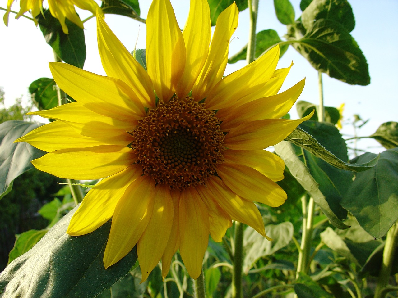 nature sunflowers summer free photo