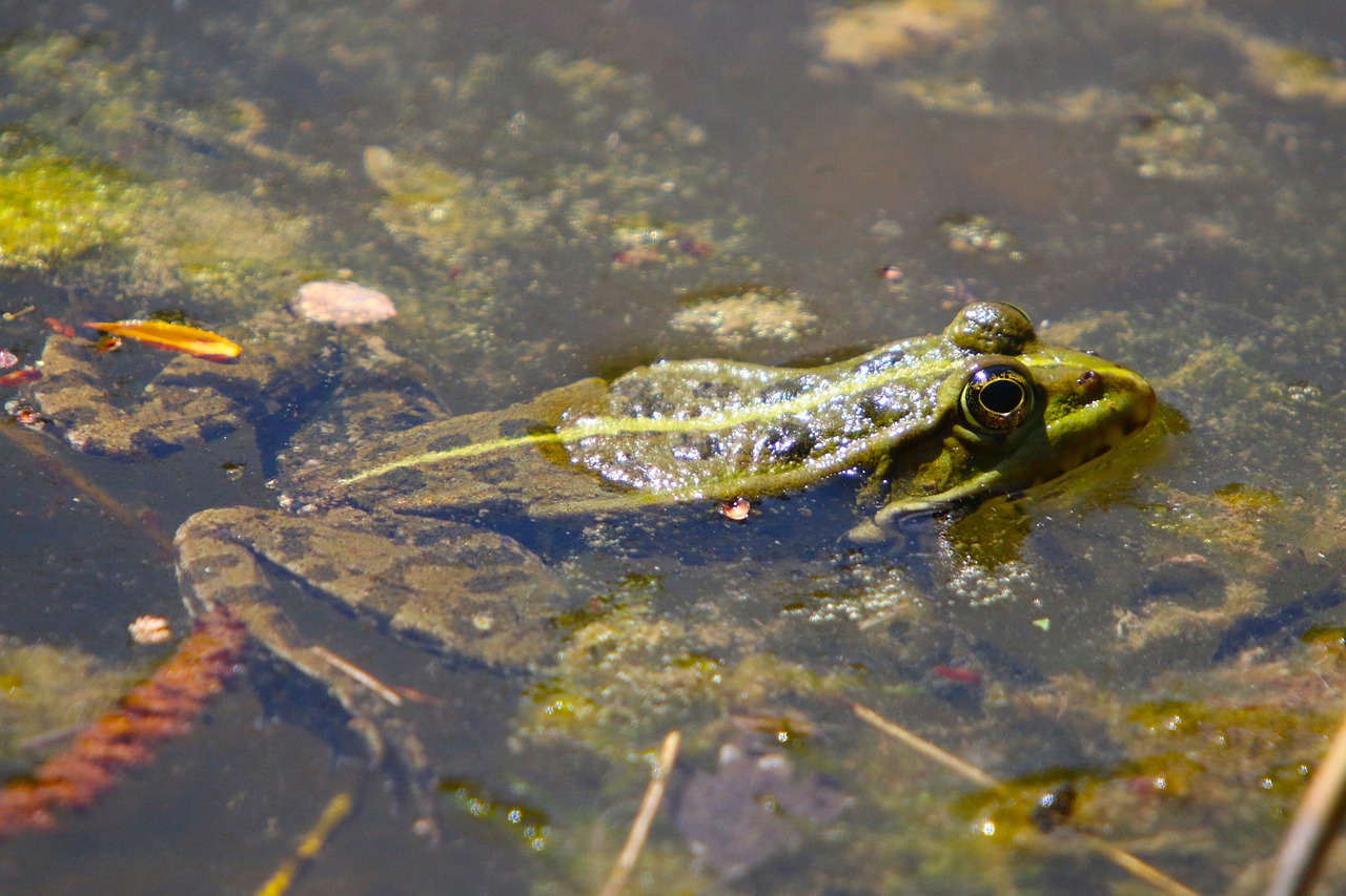 nature animals pond free photo