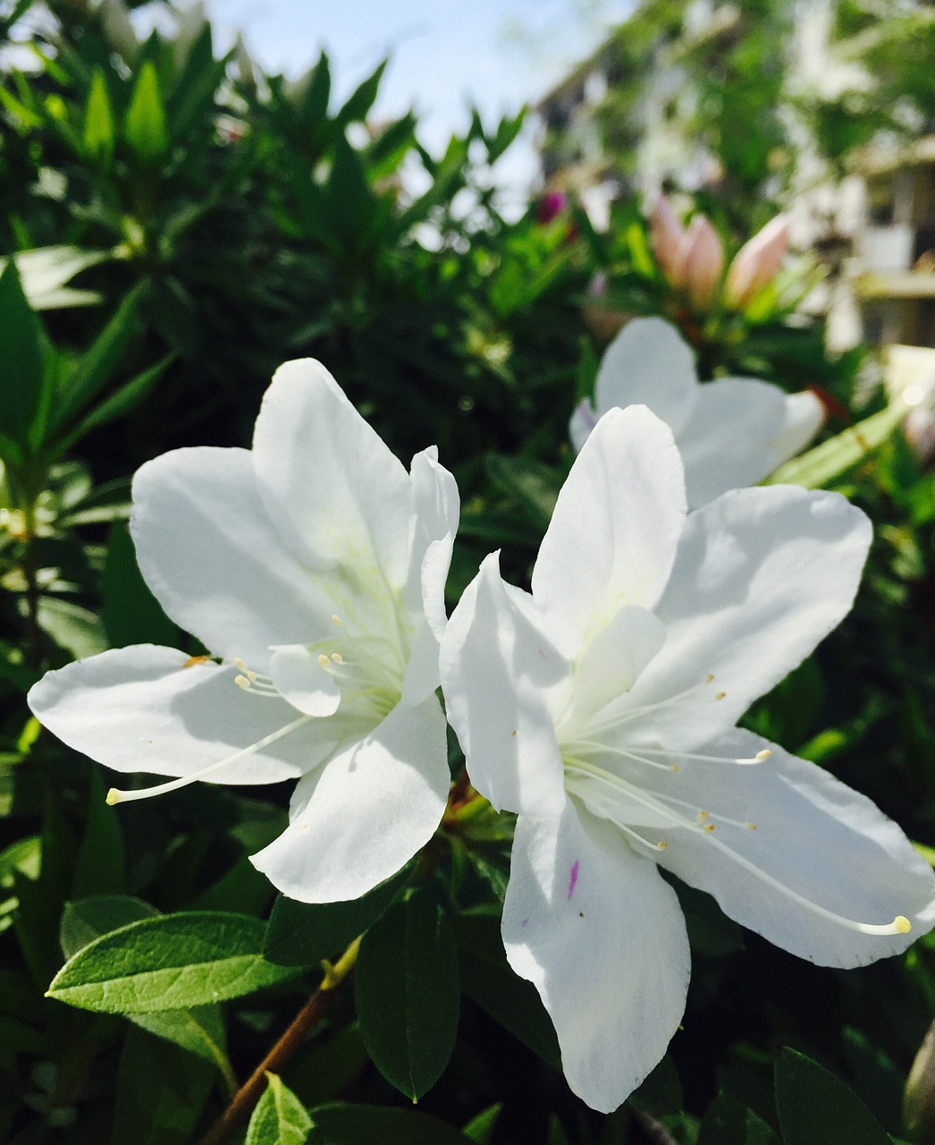 nature white flower spring free photo