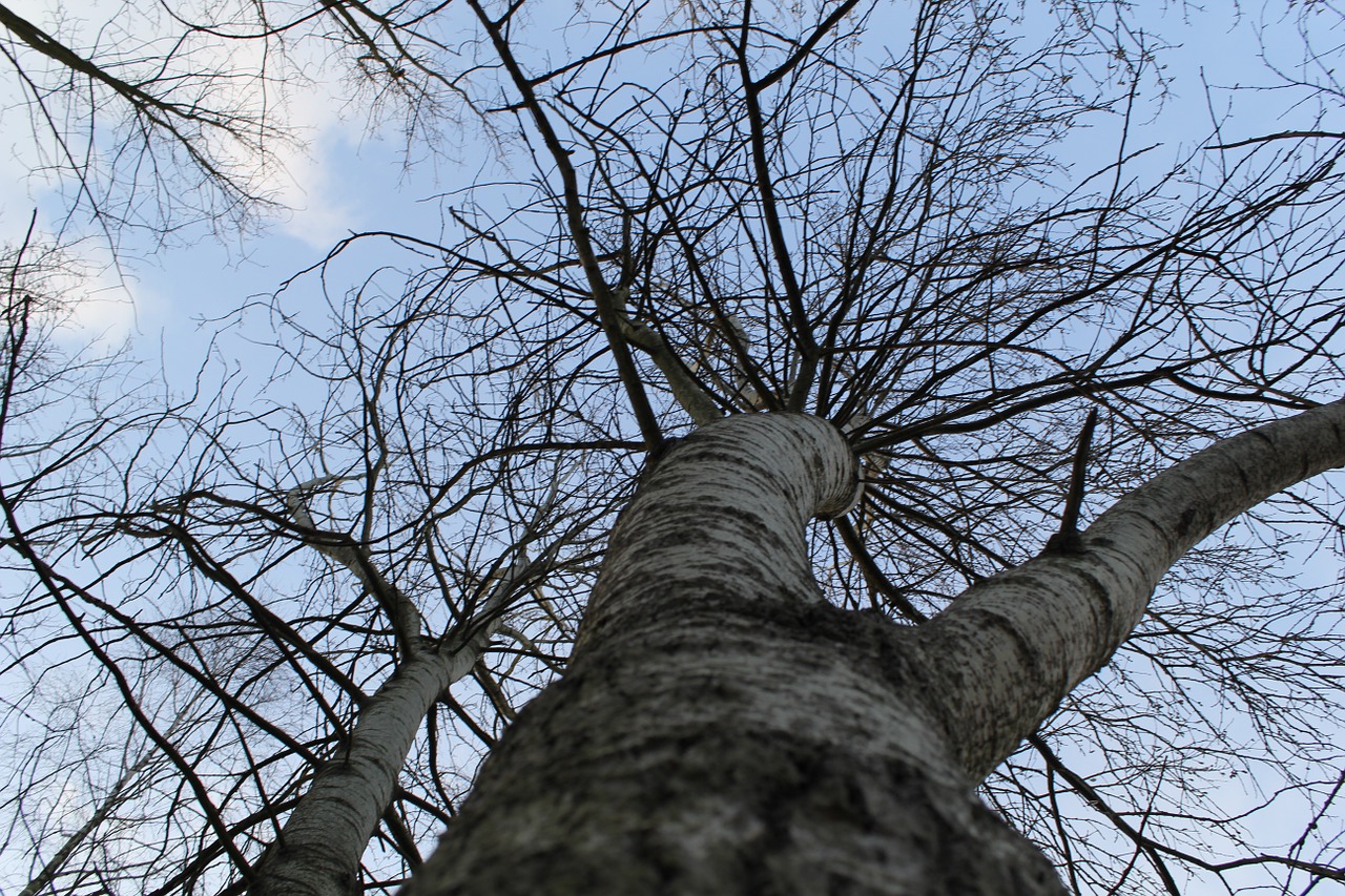 nature forest tree free photo