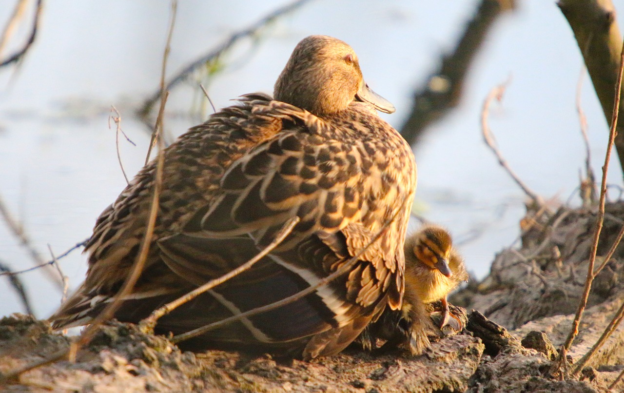 nature water bird duck free photo