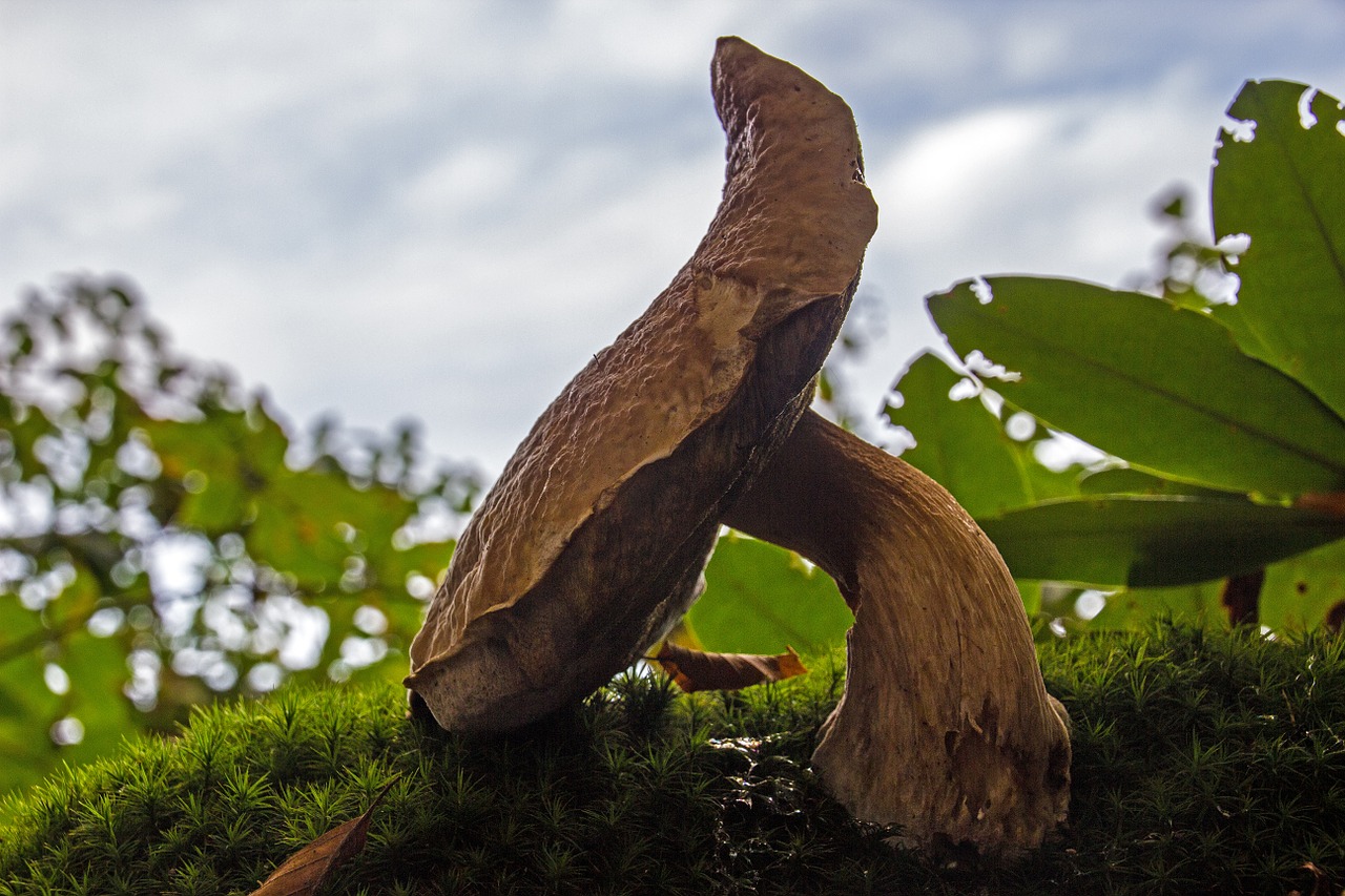 nature mushrooms netherlands free photo