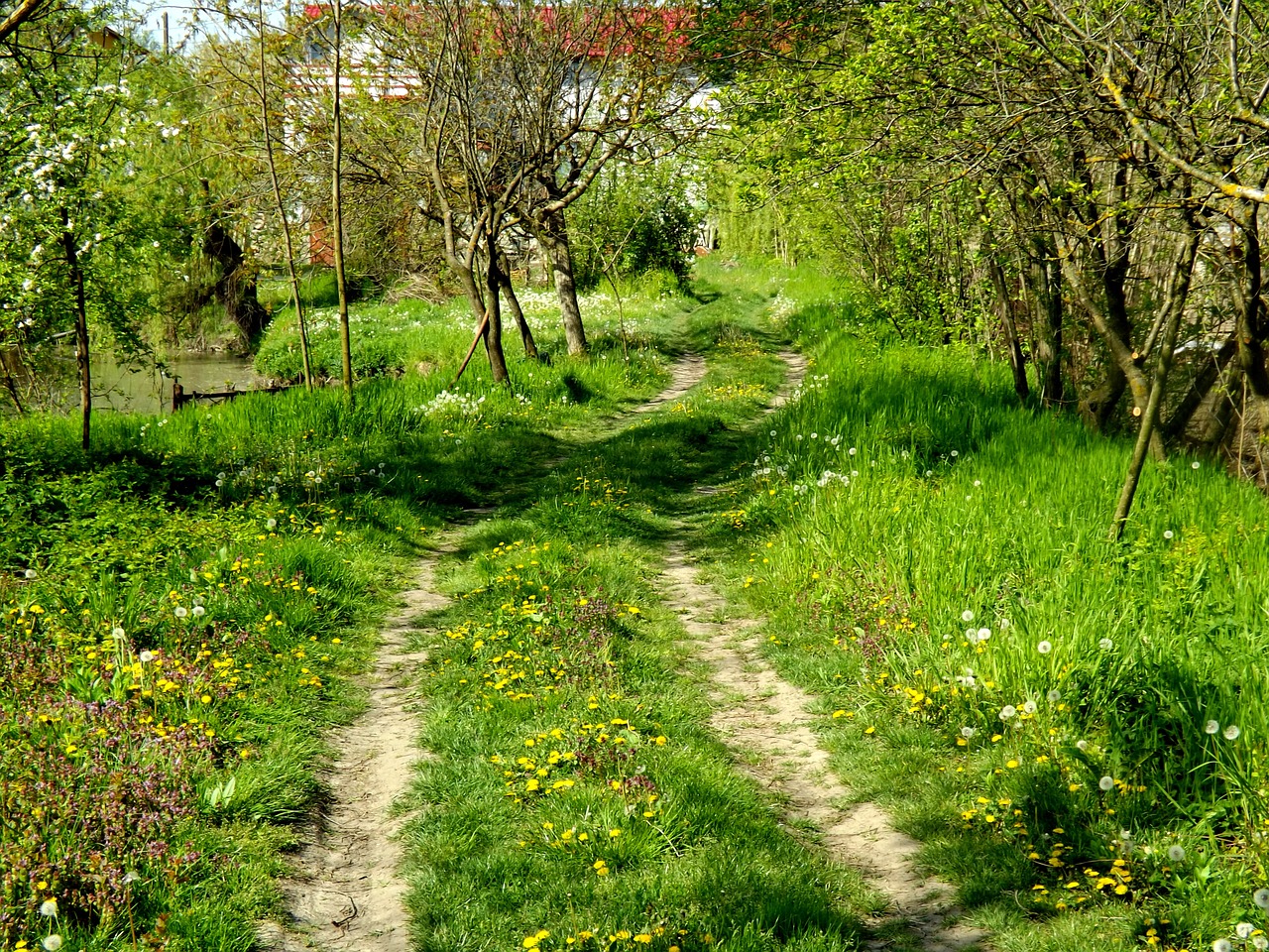 nature dandelion vegetation free photo