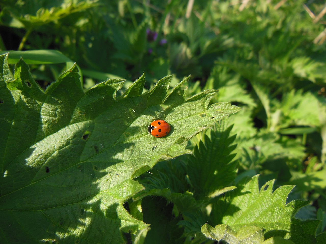 nature nettle ladybug free photo