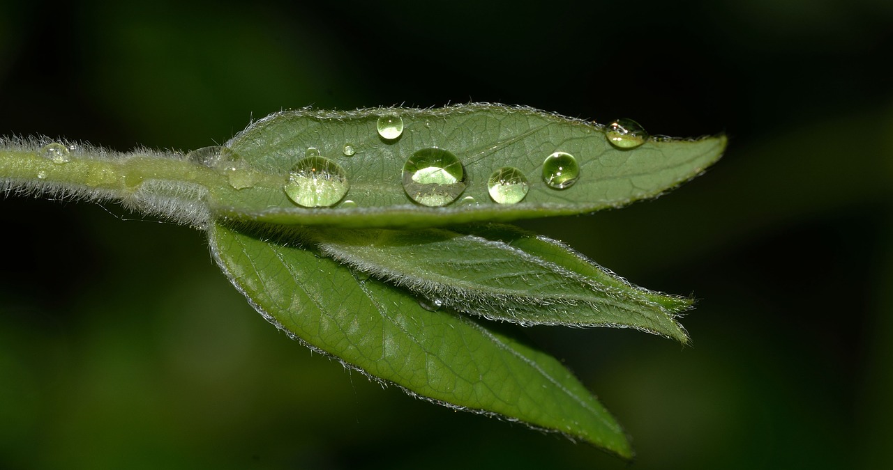 nature water rain free photo