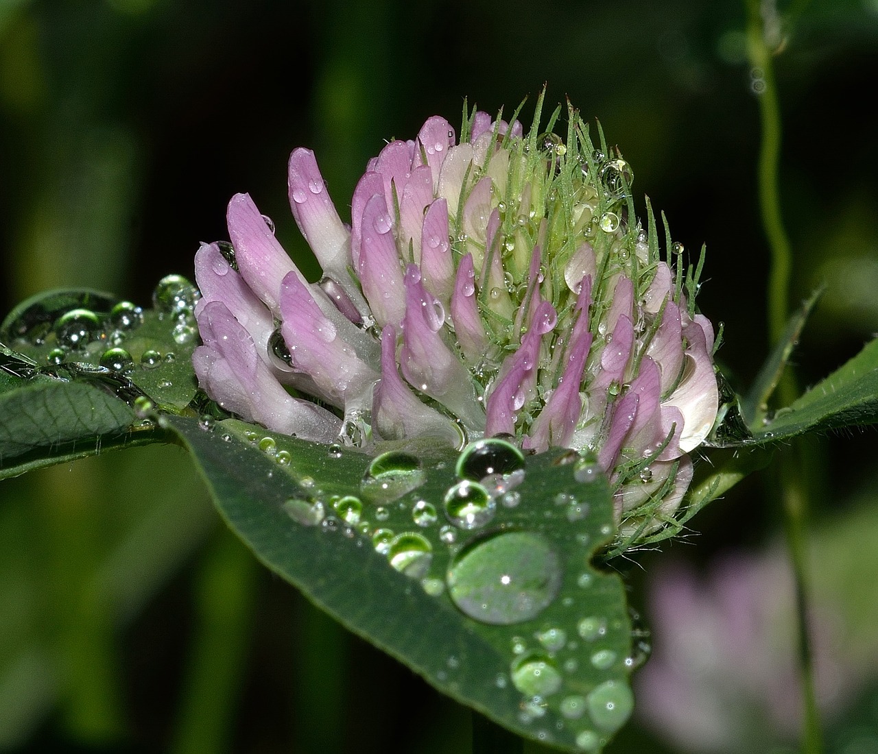 nature drops clover free photo