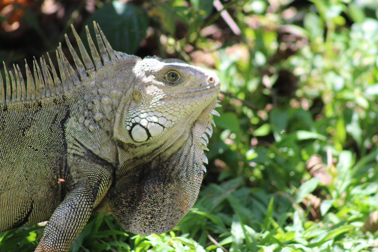 nature animal colombia free photo