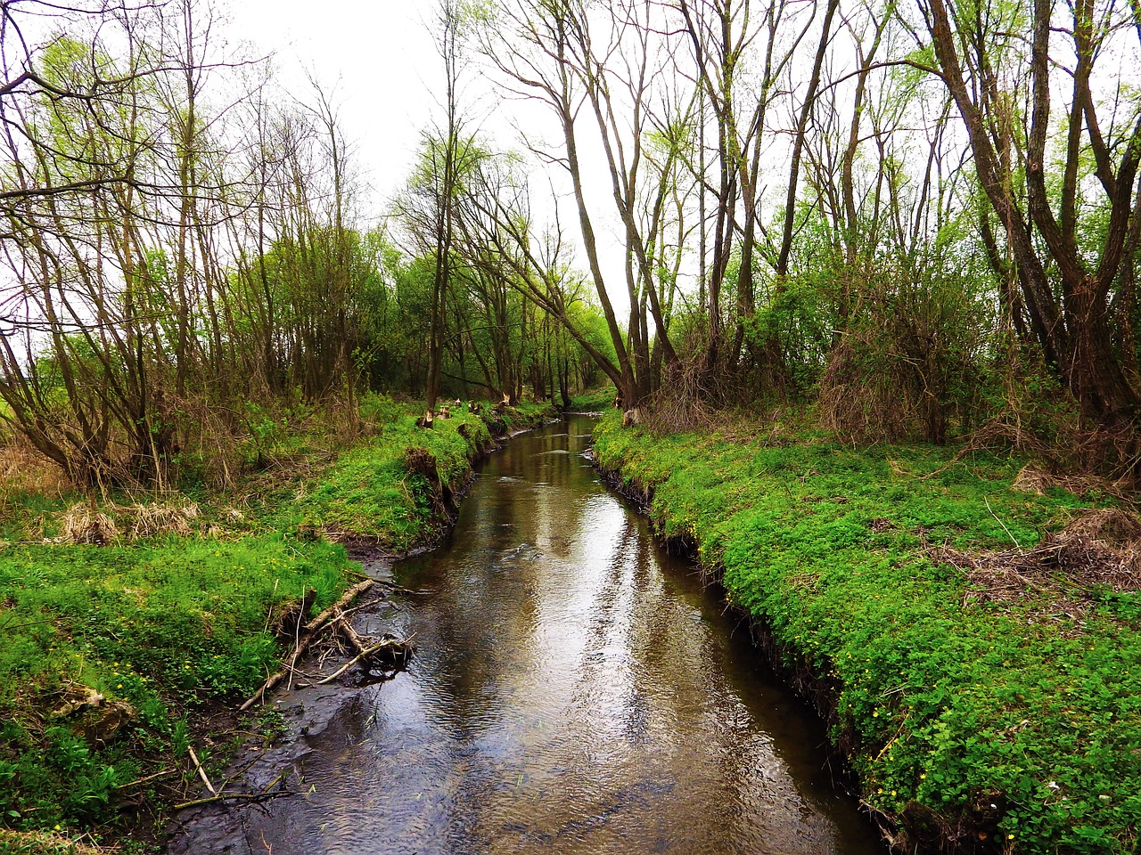 nature stream the brook free photo