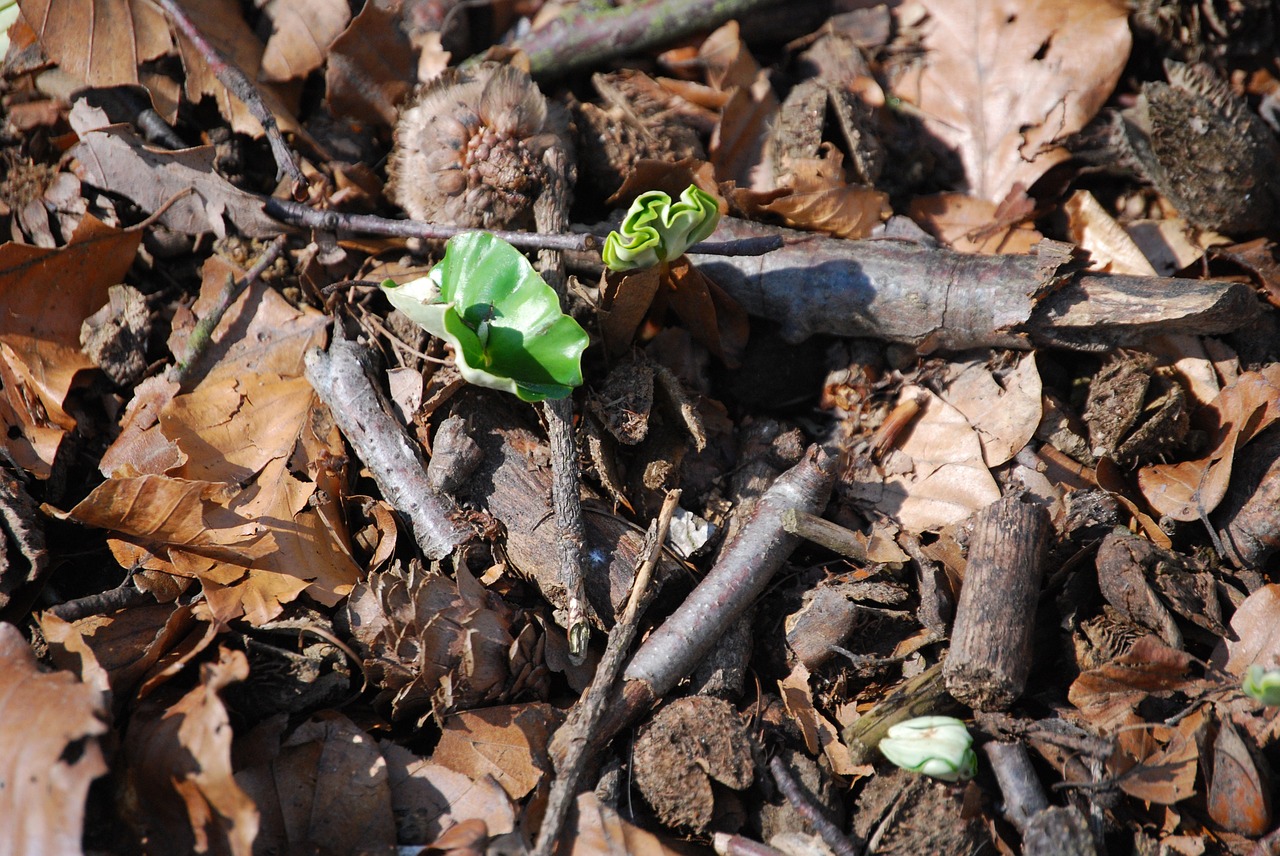 nature spring bud free photo