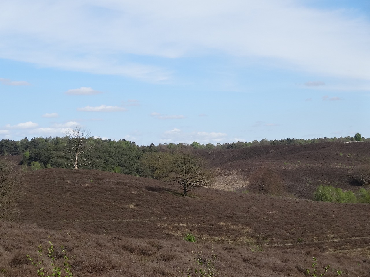 nature heide veluwe free photo