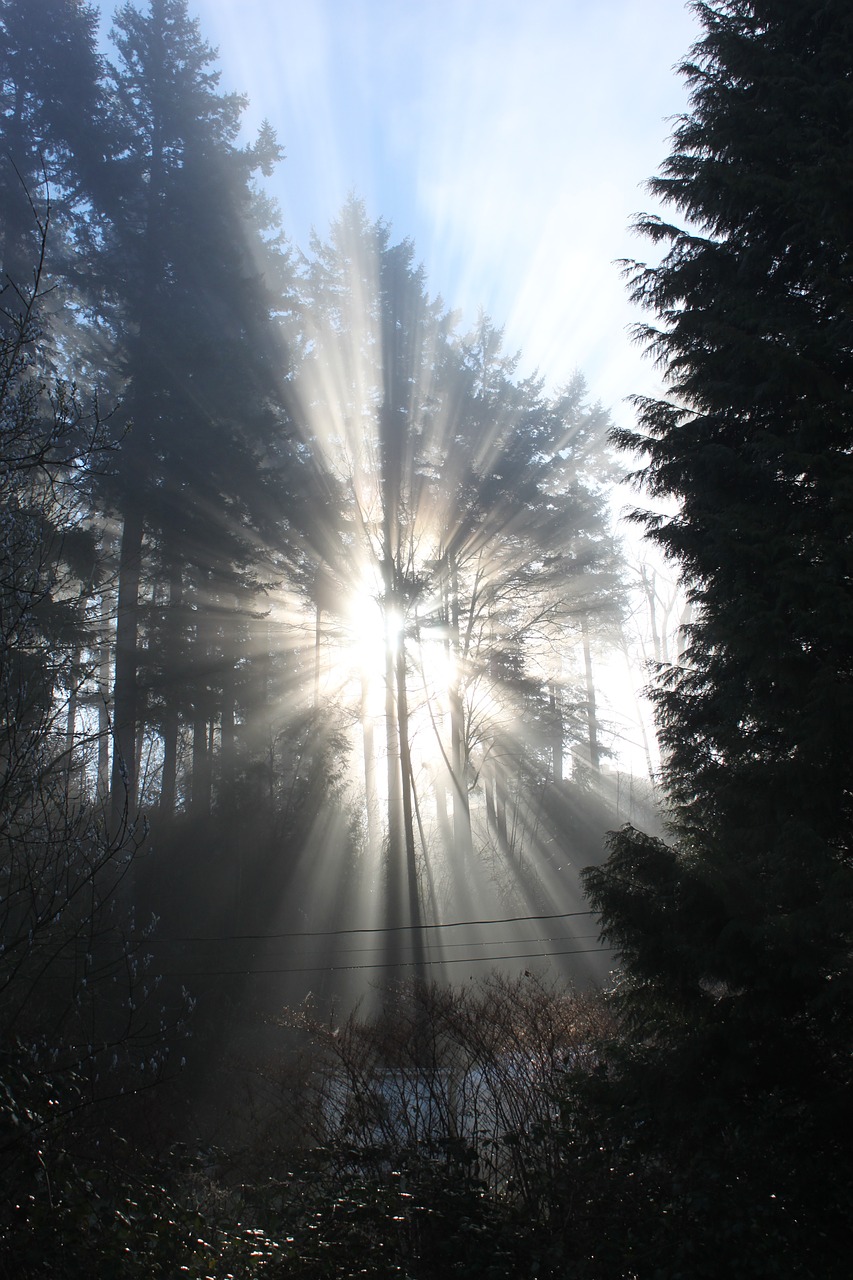 nature trees sun free photo