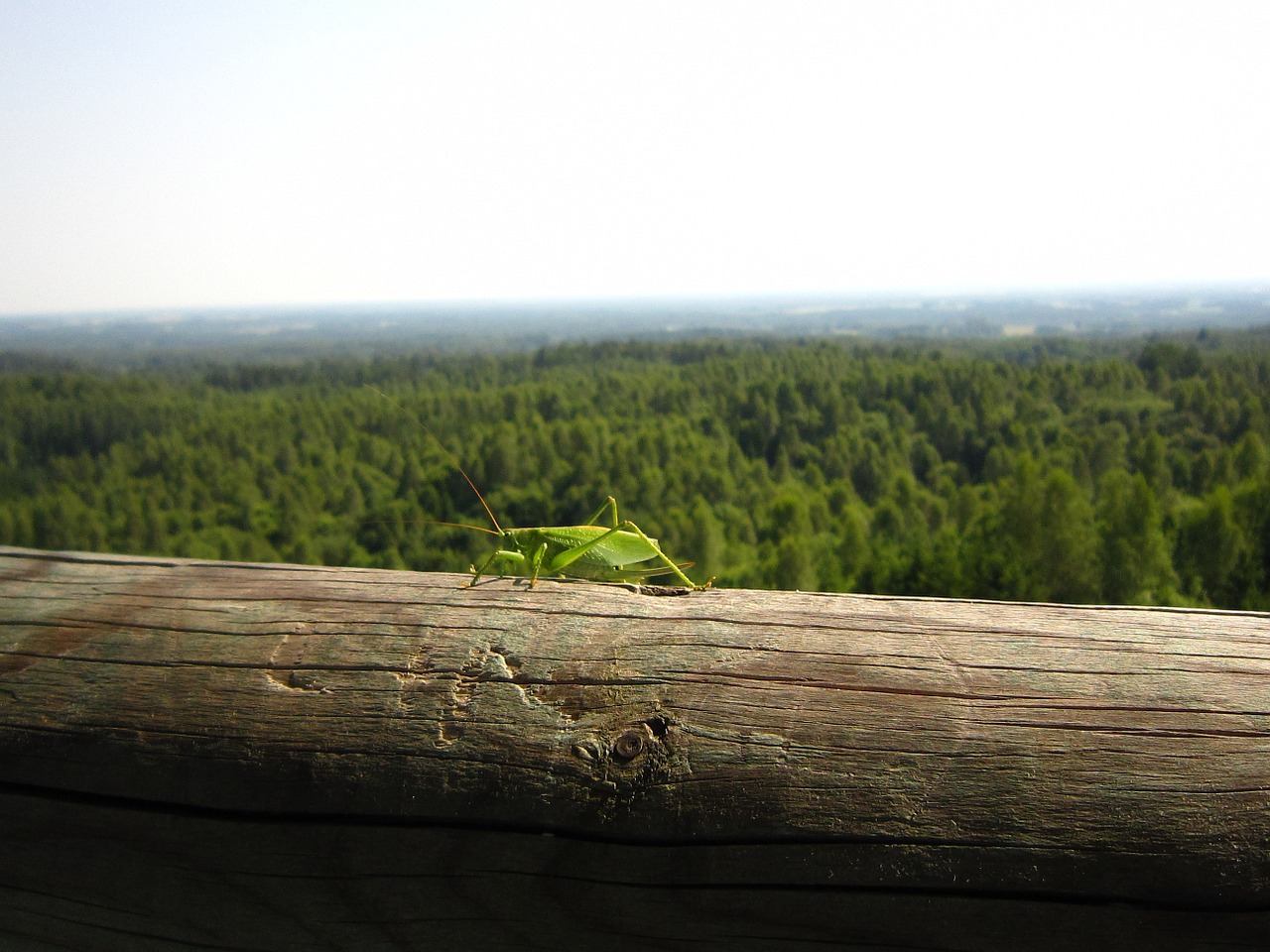 nature estonia grasshopper free photo