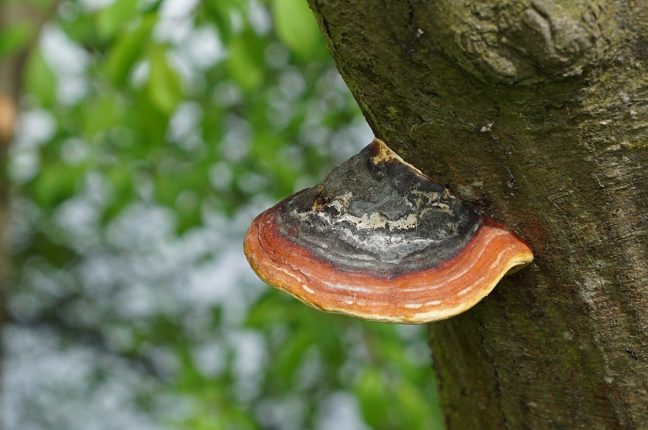 nature tree bark free photo