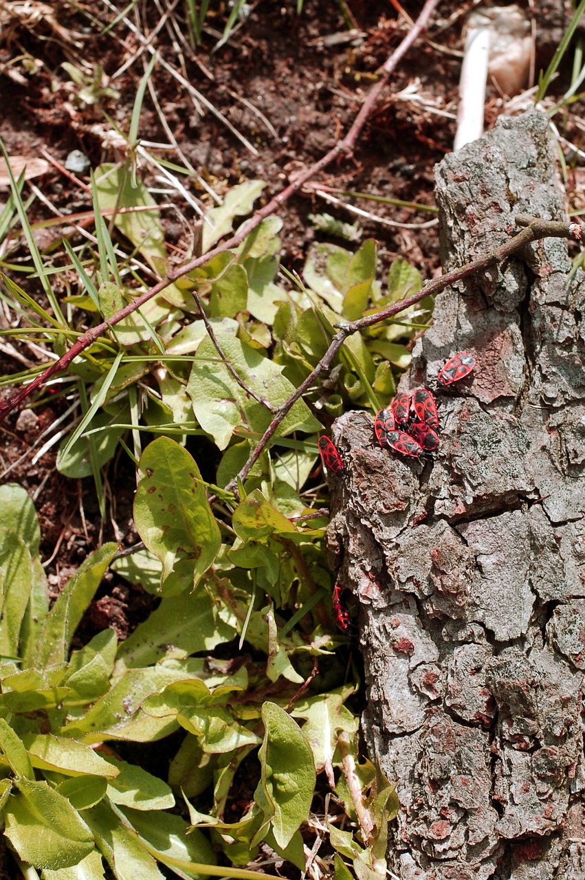 nature insect spring free photo