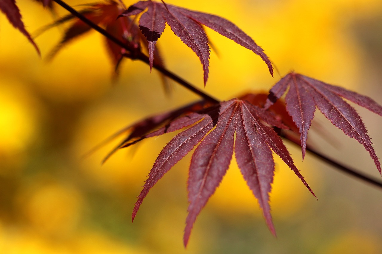 nature maple autumn free photo